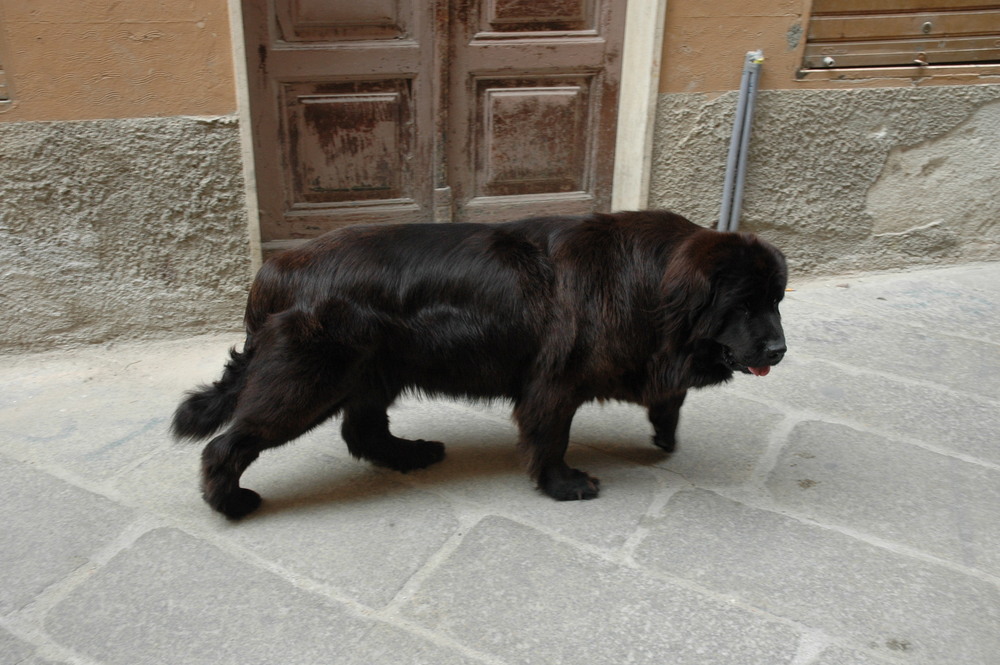 OLIVER BARON