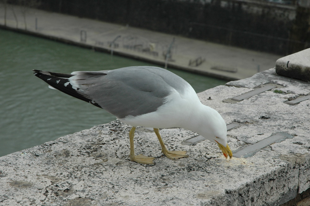OLIVER BARON