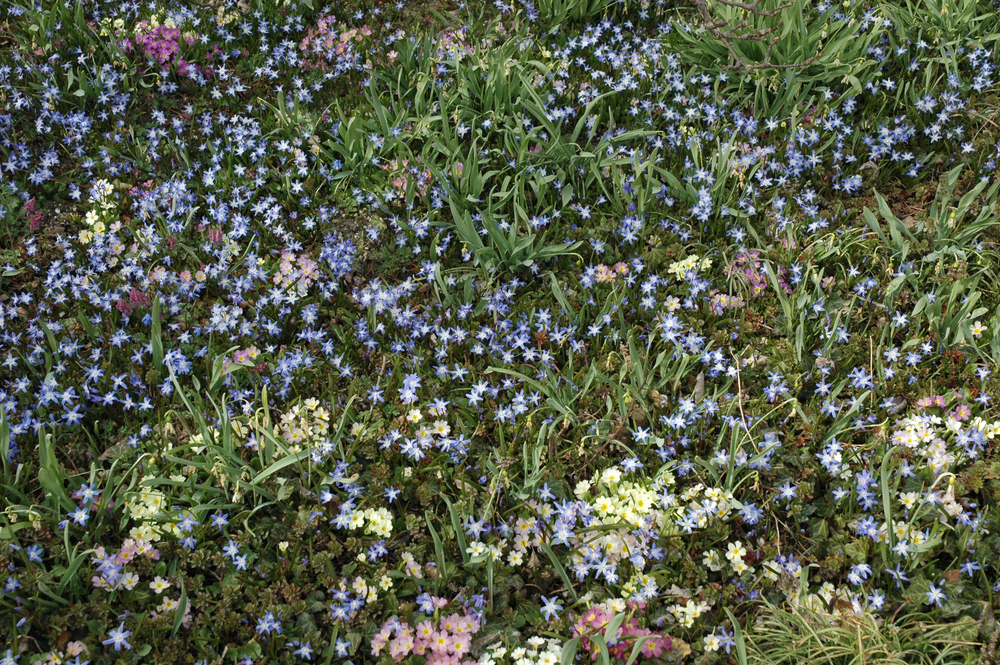 OLIVER BARON