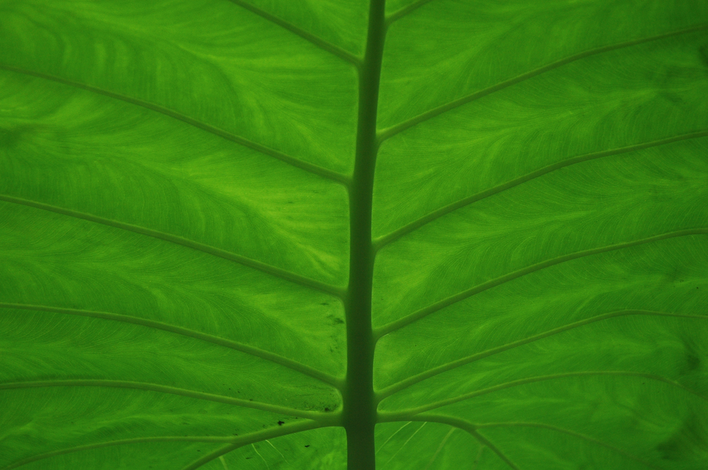 OLIVER BARON